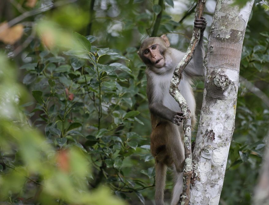 In this Friday, Nov. 10, 2017 photo, a rhesus macaques monkey observes kayakers as they navigate along the Silver River in Silver Springs, Fla. Wildlife managers in Florida say they want to remove the roaming monkeys from the state in light of a new study published Wednesday, Jan. 10, 2018, that finds some of the animals are excreting a virus that can be dangerous to humans. (AP Photo/John Raoux)