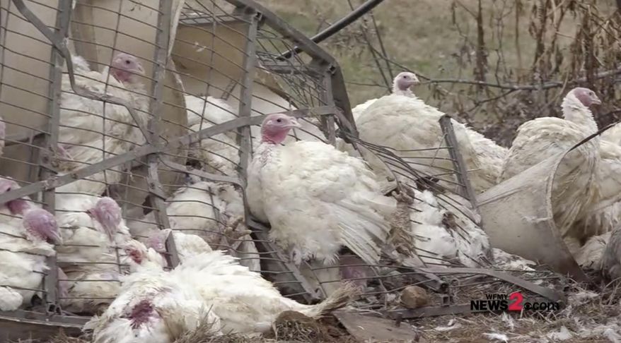 This photo taken from video provided by WFMY News 2 shows turkeys scattered after a tractor-trailer overturned in Guilford, County, N.C., on Wednesday, Jan. 10, 2018. According to the patrol, the tractor-trailer was carrying hundreds of turkeys, some of which were killed. Those which survived were loaded onto another truck. The patrol said 39-year-old Devin Edward Long suffered minor injuries and was taken to a Greensboro hospital for treatment of minor injuries. According to troopers, Long fell asleep at the wheel before the tractor-trailer overturned. ( WFMY News 2 via AP)