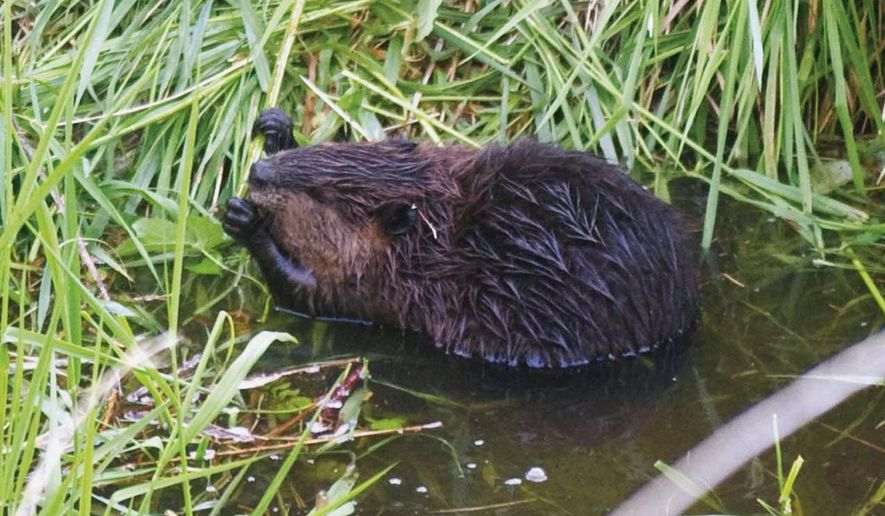 FILE - In this May 24, 2010, file photo, a beaver holds up a branch to chew on near Thompson Creek in Seaside, Ore. The U.S. government will place a pause on a beaver-killing program in Oregon after environmental groups threatened a lawsuit over the practice. (Alex Pajunas/Daily Astorian via AP, File)