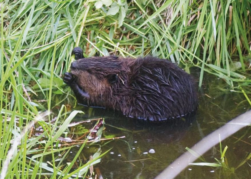 FILE - In this May 24, 2010, file photo, a beaver holds up a branch to chew on near Thompson Creek in Seaside, Ore. The U.S. government will place a pause on a beaver-killing program in Oregon after environmental groups threatened a lawsuit over the practice. (Alex Pajunas/Daily Astorian via AP, File)