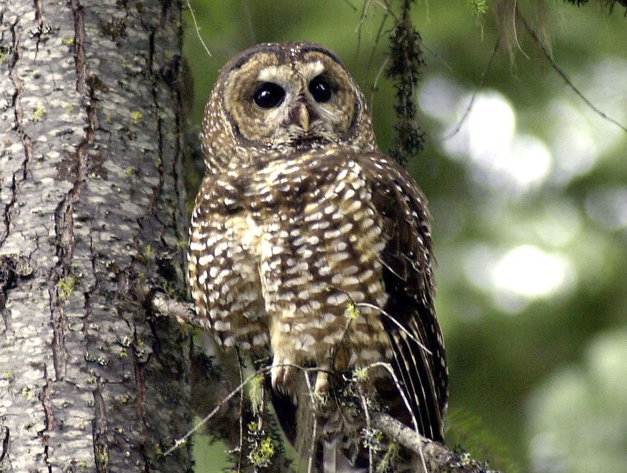 FILE - In this May 8, 2003, file photo, a northern spotted owl sits on a tree branch in the Deschutes National Forest near Camp Sherman, Ore. A federal appeals court in San Francisco has upheld a plan by wildlife officials to kill one type of owl to study its effect on another type of owl. (AP Photo/Don Ryan, File)