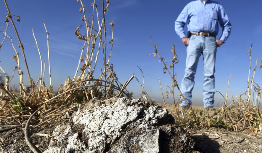 In a Dec. 19, 2017 photo, Harry Strohauer stands near one of the damaged areas in his field east of LaSalle, Colo. As a result of high ground water Strohauer has seen salt deposits like this form on the field, killing the crops in those sections.(Joshua Polson/The Greeley Tribune via AP)