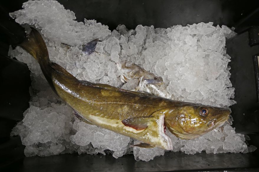 FILE- In this Oct. 29, 2015, file photo, a cod that will be auctioned off sits on ice at the Portland Fish Exchange, in Portland, Maine. Cod were once the backbone of New England's commercial fishing fleet, but catch has plummeted in the wake of overfishing and environmental changes. Officials now say there are some positive signs for the cod stock, and quotas are set to increase slightly this spring after years of heavy cutbacks. (AP Photo/Robert F. Bukaty, File)
