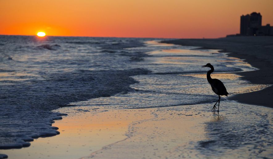 FILE - In this Nov. 19, 2014, file photo, a blue heron walks along the beach at sunset in Orange Beach, Ala. The second annual National Plan for Vacation Day is Jan. 30. The travel industry hopes Americans will use the day to schedule their vacations for the year and take advantage of any paid time off they are entitled to from their jobs. (AP Photo/Brynn Anderson, File)