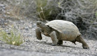 FILE - In this May 16, 2006, file photo, a Mojave Desert tortoise walks near a deserted section of old U.S. 93, east of the Coyote Springs, Nev., development site, about 55 miles north of Las Vegas. In 1990, federal officials listed the Mojave Desert species as threatened across its range, touching off a series of new regulations and initiatives aimed at saving the long-lived reptile.  One of the people caught up in the effort to save the tortoise was a Bunkerville rancher named Cliven Bundy, who didn’t take kindly to being told to limit the number of cows he was grazing on public land in northeastern Clark County. (Steve Marcus/Las Vegas Sun via AP, File_