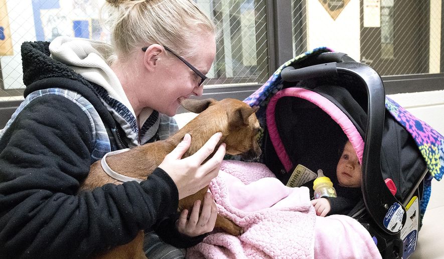 Ashley Jones of North Sioux City, South Dakota, shoes Minnie, a Chihuahua mix, to her daughter, Mileona Jefferson, 10-month, Tuesday, Jan. 9, 2018, at the Siouxland Humane Society in Sioux City, Iowa. Minnie is one of three dogs left at the shelter that were transferred in from the Happy Day Humane Society in Big Spring, Texas, in the wake of Hurricane Harvey. The shelter is expecting to receive another group of dogs from hurricane-stricken areas later this month. (Tim Hynds/Sioux City Journal via AP)