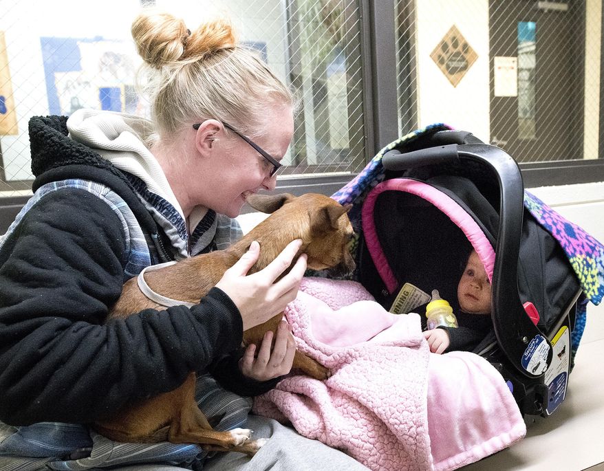 Ashley Jones of North Sioux City, South Dakota, shoes Minnie, a Chihuahua mix, to her daughter, Mileona Jefferson, 10-month, Tuesday, Jan. 9, 2018, at the Siouxland Humane Society in Sioux City, Iowa. Minnie is one of three dogs left at the shelter that were transferred in from the Happy Day Humane Society in Big Spring, Texas, in the wake of Hurricane Harvey. The shelter is expecting to receive another group of dogs from hurricane-stricken areas later this month. (Tim Hynds/Sioux City Journal via AP)