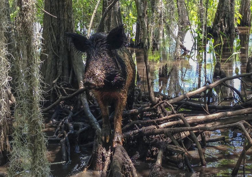 In this April 13, 2017, file photo, a wild boar walks in a swamp, in Slidell, La. (AP Photo/Rebecca Santana, File) **FILE**