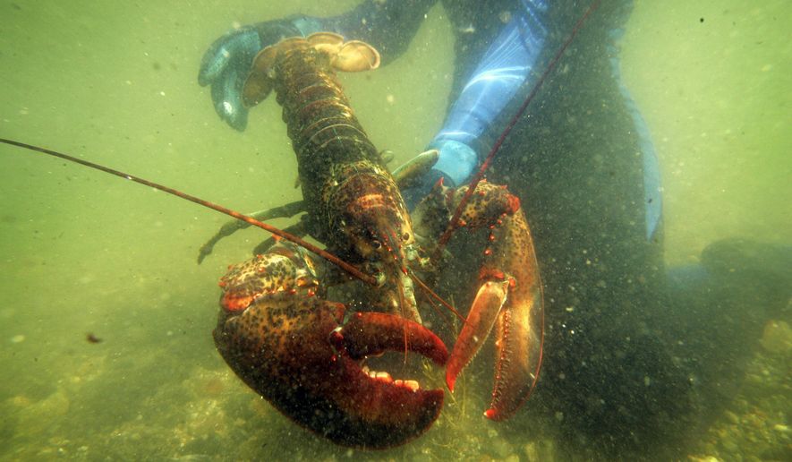 FILE - In this July 2007, file photo, a scientist holds a lobster underwater on Friendship Long Island, Maine. A study published on Monday, Jan. 22, 2018, said conservation practices have allowed the northern New England lobster industry, backbone of Maine's economy, to thrive in the face of rising ocean temperatures while the southern New England lobster catch has plummeted. Ocean temperatures have risen in both areas, to levels that scientists said is favorable for lobsters off northern New England and Canada but inhospitable for them in southern New England. (AP Photo/Robert F. Bukaty, File)
