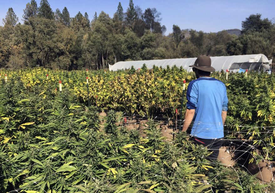 FILE - In this Oct. 15, 2017, file photo, Marcos Morales, co-founder of pot company Legion of Bloom, walks through his farm of ready-to-harvest marijuana plants in Glen Ellen, Calif. An alliance of California marijuana growers is trying to block state rules that they fear could open the way for vast farms that would strangle smaller cultivators. A lawsuit filed Tuesday, Jan. 23, 2018 in Sacramento by the California Growers Association argues that regulations would improperly allow businesses to acquire an unlimited number of certain growing licenses, which would drive out smaller farmers. (AP Photo/Paul Elias, File)