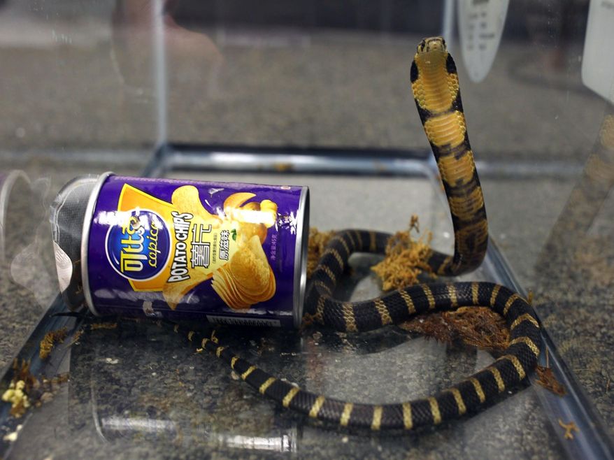 FILE - This undated photo provided by U.S. Fish and Wildlife shows a king cobra snake hidden in a potato chip can that was found in the mail in Los Angeles. Rodrigo Franco was sentenced to five months in federal prison on Monday, Jan. 22, 2018, for smuggling three highly venomous king cobras hidden in potato chip canisters through the mail. In a plea agreement, Franco admitted smuggling another 20 cobras, as well as sending protected turtles to Hong Kong. He was also sentenced to two years of supervised release. (U.S. Fish and Wildlife via AP, File)