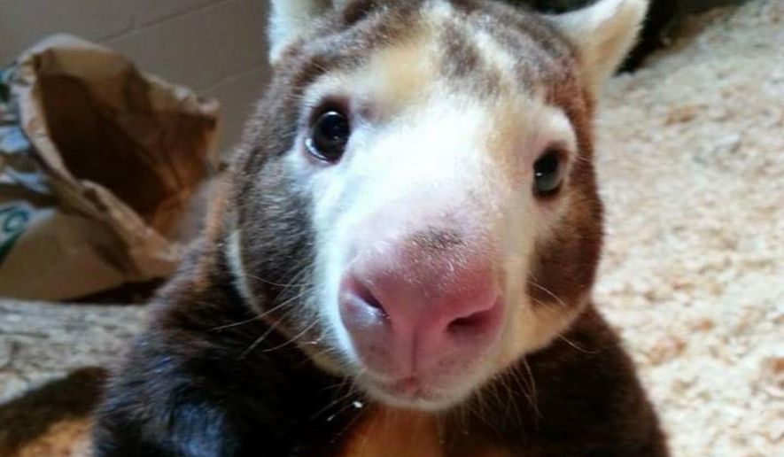 In this January 2018 photo provided by the Roger Williams Park Zoo, Paul, a Matschie's tree kangaroo, is photographed at the zoo in Providence, R.I. Paul turned 23 years, three months and four days old on Friday, Jan. 26, 2018, making him the oldest living tree kangaroo in the U.S., according to the Roger Williams Park Zoo. (Roger Williams Park Zoo)