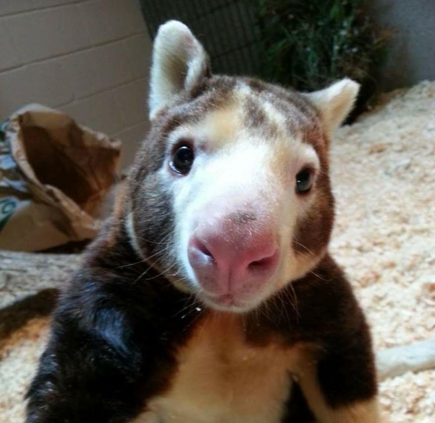 In this January 2018 photo provided by the Roger Williams Park Zoo, Paul, a Matschie's tree kangaroo, is photographed at the zoo in Providence, R.I. Paul turned 23 years, three months and four days old on Friday, Jan. 26, 2018, making him the oldest living tree kangaroo in the U.S., according to the Roger Williams Park Zoo. (Roger Williams Park Zoo)