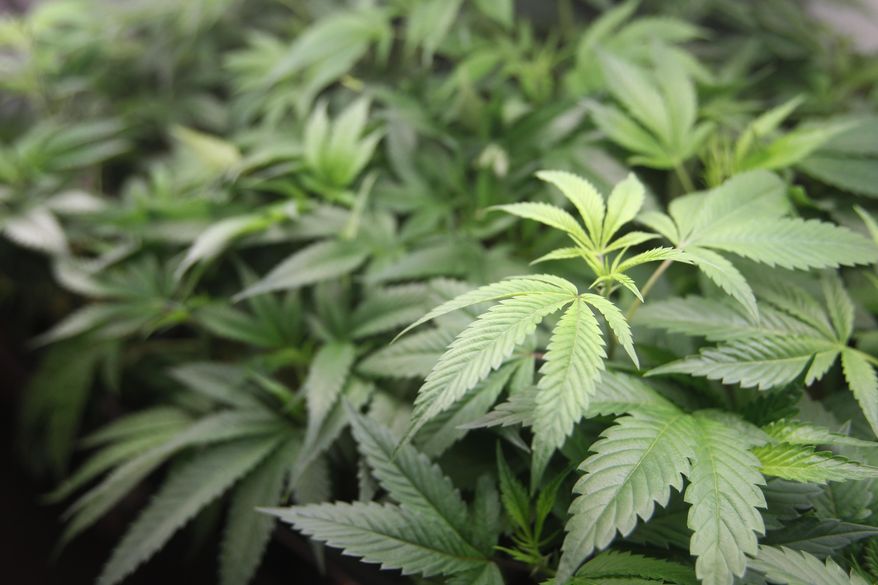 This Jan. 1, 2018, file photo shows marijuana plants for sale at Harborside marijuana dispensary in Oakland, Calif. (AP Photo/Mathew Sumner, file)