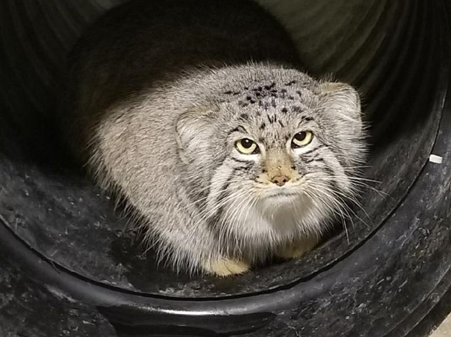 This undated photo, provided by the Hogle Zoo in Salt Lake City shows Mushu, a 10 month-old Pallas' Cat. The small mountain cat is on the loose at the Salt Lake City zoo on Monday, Jan. 29, 2018, marking the second animal escape there in less than two years. The cat isn't dangerous and is believed to still be inside zoo grounds. (Hogle Zoo via AP)