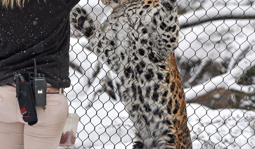 Tiffany Mill, 28, an animal care staff member at the Erie Zoo, encourages Rowdy, a male Amur leopard, to put his paws on the screen in front of his enclosure on Jan. 24, 2018. The exercises make it easier to complete some medical exams without sedating Rowdy. Many of the zoo's animals remain active in the winter months. (Christopher Millette/Erie Times-News via AP)