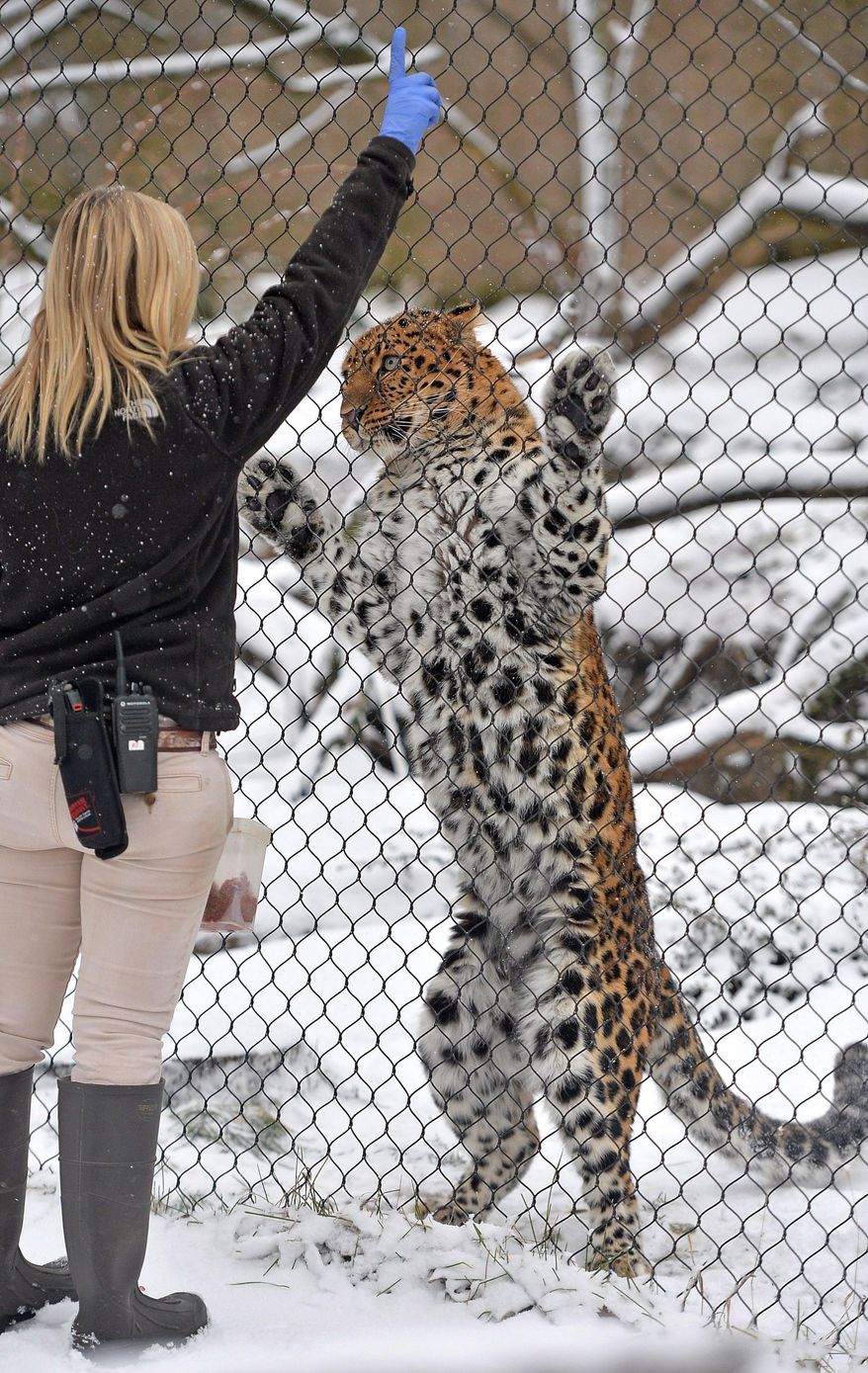 Tiffany Mill, 28, an animal care staff member at the Erie Zoo, encourages Rowdy, a male Amur leopard, to put his paws on the screen in front of his enclosure on Jan. 24, 2018. The exercises make it easier to complete some medical exams without sedating Rowdy. Many of the zoo's animals remain active in the winter months. (Christopher Millette/Erie Times-News via AP)
