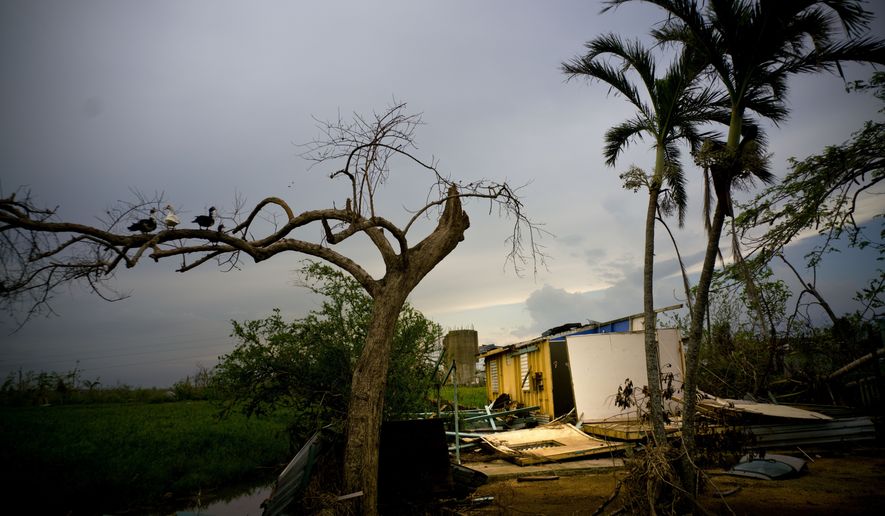 Ducks perch on the branch of a tree next to a home destroyed by Hurricane Maria in Toa Baja, Puerto Rico. Federal officials on Thursday, Feb. 1, 2018 blamed a lack of leadership, money and communication in Puerto Rico for setting back hurricane recovery efforts in the U.S. territory. (AP Photo/Ramon Espinosa, File)