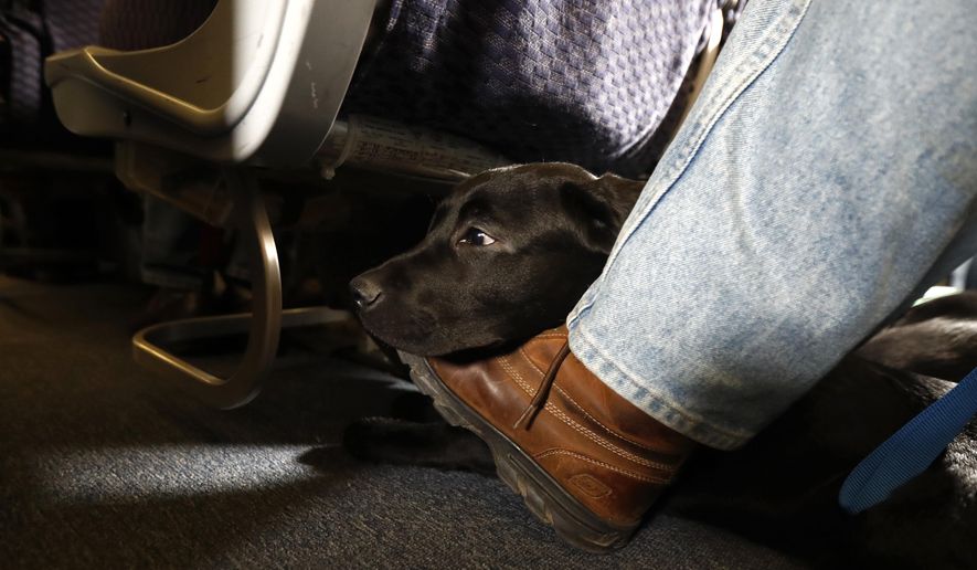 FILE - In this Saturday, April 1, 2017, file photo, a service dog named Orlando rests on the foot of its trainer, John Reddan, while sitting inside a United Airlines plane at Newark Liberty International Airport during a training exercise, in Newark, N.J. United Airlines wants to see more paperwork before passengers fly with an emotional-support animal. United says the changes won't affect owners of legitimate service animals with special training. (AP Photo/Julio Cortez, File)