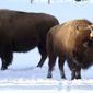 This photo taken in Mammoth Hot Springs, Wyo., shows bison in Yellowstone National Park on Saturday, Jan. 20, 2018. A federal judge has ordered U.S. wildlife officials to reconsider a decision that blocked greater for protections the park&#39;s iconic bison herds, which make up the largest remaining population of the species in the wild but are routinely subject to slaughter when they attempt to leave the park. (AP Photo/Matt Brown)