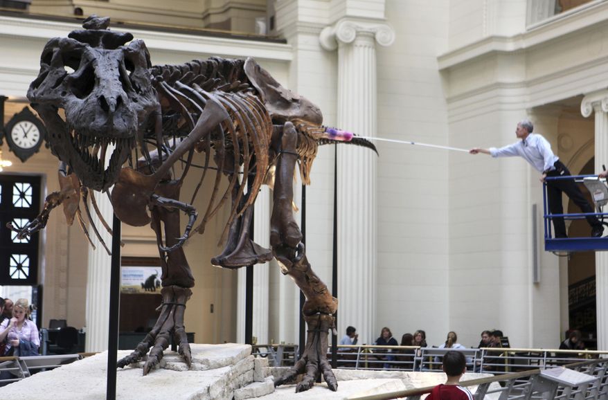FILE - In a May 12, 2010 file photo, Bill Simpson, collections manager of fossil vertebrates at Chicago's Field Museum, reaches over to dust the Tyrannosaurus rex skeleton known as Sue on display at museum in Chicago. Officials with the Field Museum say the T. rex named Sue, which has been at the museum since 2000, will be moved on Monday, Feb. 5, 2018, to make room for a cast of the biggest dinosaur ever discovered. The specimen will be updated and moved upstairs to a private suite opening in 2019. The changes are part of an overhaul to the lakefront museum's main hall. (AP Photo/Kiichiro Sato, File)