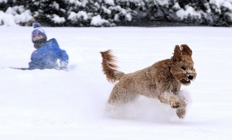 Will Monk, 8, plays with his dog Zoey, a 2 year-old goldendoodle, in his backyard in Barrington, Ill., Friday, Feb. 9, 2018. The upper Midwest is preparing for a wintry blast as a winter storm is expected across the region, with forecasters saying up to a foot of snow is expected in some areas.(Stacey Wescott/Chicago Tribune via AP)