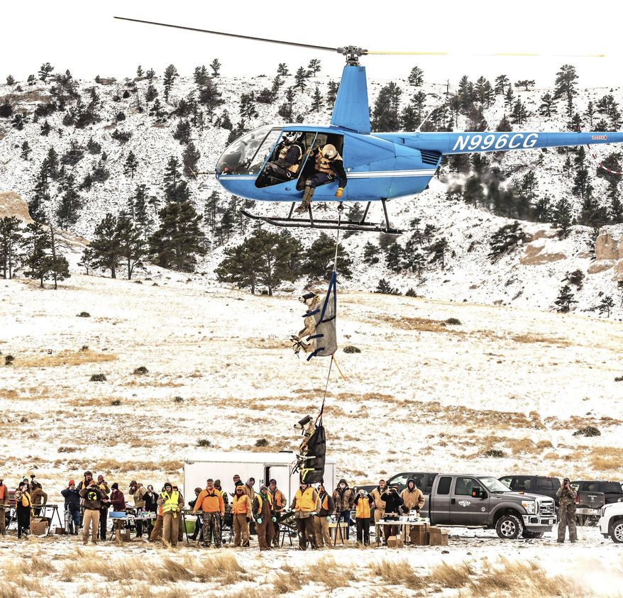 In this Saturday, Feb. 10, 2018 photo, a pair of bighorn ewes are lowered to the ground from a helicopter as veterinarians and volunteers wait at three inspection stations set up in the Williams Gap Wildlife Management Area southwest of McGrew, Neb. (Steve Frederick/The Star-Herald via AP)