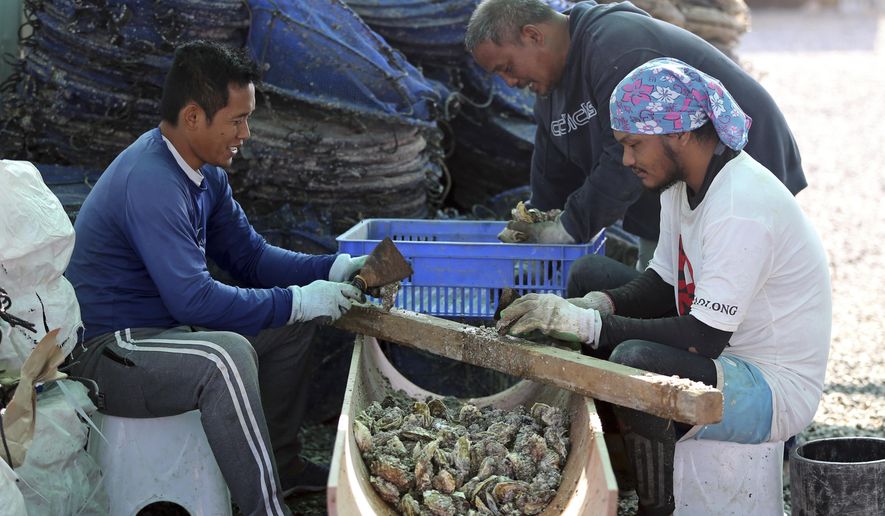 In this Jan. 16, 2018 photo, employees clean oyster shells at the Dibba Bay Oyster Farm's harvesting and processing facilities, in Dibba, United Arab Emirates. The waters of the Persian Gulf have long been home to pearl oysters. Now, off the shores of the Fujairah, an emirate with a coastline that juts out into the Gulf of Oman, a new type of oyster is thriving -- the edible kind. (AP Photo/Kamran Jebreili).