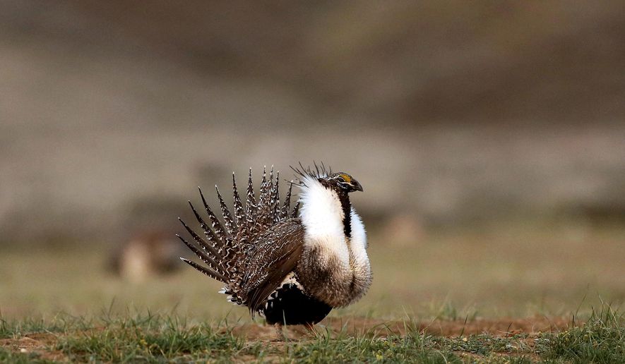 FILE - In this April 22, 2015, file photo, a male sage grouse struts in the early morning hours outside Baggs, Wyo. Federal officials have released final plans for one of the largest ever projects to remove juniper trees to protect habitat for imperiled sage grouse that will also benefit cattle ranchers in southwestern Idaho. The agency plans to remove juniper trees from about 1,100 square miles in Owyhee County over about 15 years. (Dan Cepeda /The Casper Star-Tribune via AP, File)