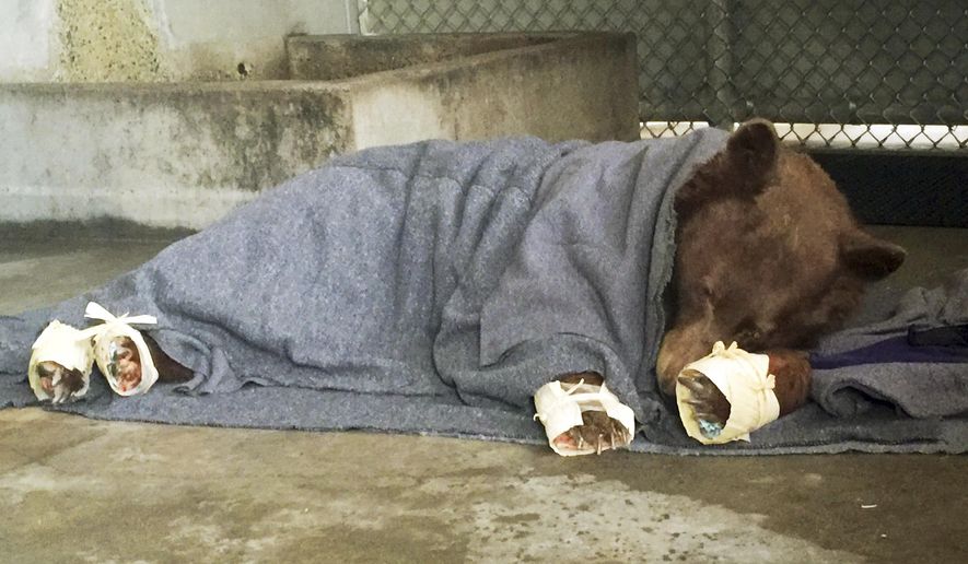 FILE - This Jan. 2018 file photo provided by the California Department of Fish and Wildlife shows a bear, injured in a wildfire, resting with its badly burned paws wrapped in fish skin - tilapia - and covered in corn husks during treatment at the University of California, Davis Veterinary Medical Teaching Hospital in Davis, Calif. Two female bears badly burned in a wildfire are back home in the Los Padres National Forest. KABC-TV reports recent photos and GPS tracking show the bears are moving around and in good health in the forest after suffering burn injuries in December from a massive wildfire that affected Ventura and Santa Barbara counties. The bears were released back into the wild in January. (California Department of Fish and Wildlife via AP, File)