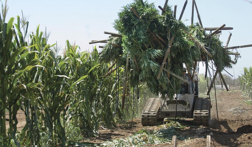 FILE - In this Aug. 21, 2014 file photo, authorities remove some of the marijuana plants found growing in a corn field in southeast Terra Bella, Calif. Nearly two months after recreational marijuana became legal in California, less than 1 percent of the state's known growers have been licensed, according to a report released Monday, Feb. 19, 2018, by a pot industry group. (Chieko Hara/The Porterville Recorder via AP, File)