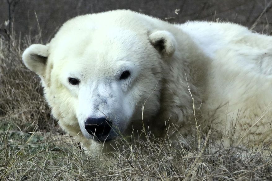 FILE - In this Dec. 16, 2016, file photo, a female polar bear named Coldilocks looks up from a nap during a day of activities marking the polar bear's 36th birthday at the Philadelphia Zoo in Philadelphia. Coldilocks, who was the oldest captive polar bear in the U.S., has been euthanized following a serious decline in the 37-year-old polar bear's health, zoo officials said Tuesday, Feb. 20, 2018. Coldilocks was born at the Seneca Park Zoo in Rochester, N.Y., on Dec. 13, 1980, arriving at the Philadelphia Zoo on Oct. 6, 1981. (AP Photo/Matt Rourke, File)