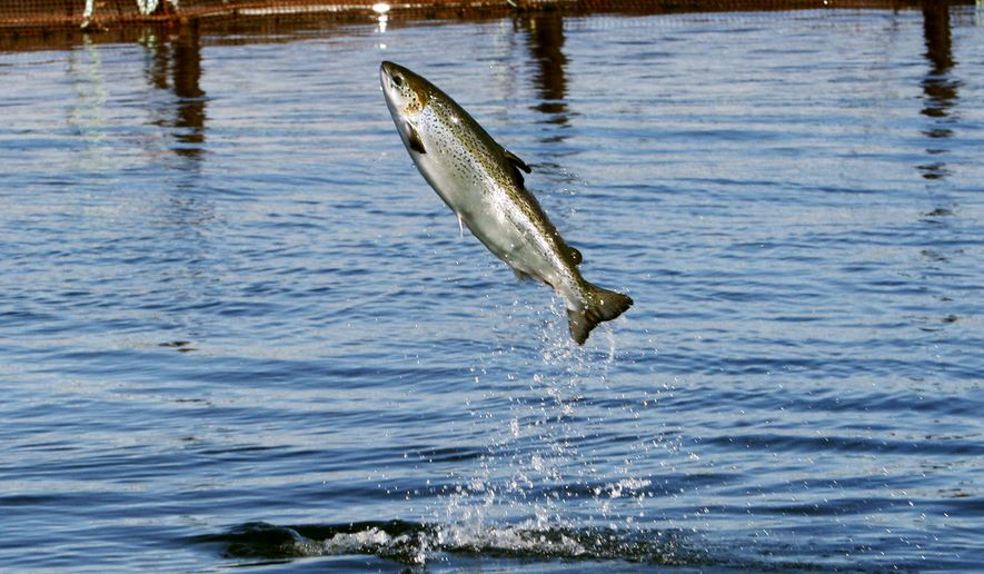 FILE - In this Oct. 12, 2008 file photo, an Atlantic salmon leaps while swimming inside a farm pen near Eastport, Maine. An informational meeting is planned on Wednesday, Feb. 21, 2018, for a proposed salmon farm to be built in Belfast, which would be one the biggest fish growing facilities in the world. (AP Photo/Robert F. Bukaty, File)