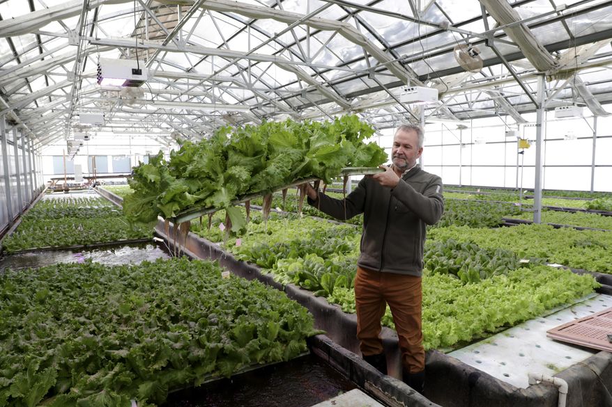In a Thursday, Feb. 8, 2018 photo, Mike Knight, co-founder of Clean Fresh Food near Paoli shows off some of the nearly full-grown lettuce grown in his greenhouse that is part of an aquaponics system located on a former dairy farm Farming can many forms but for Mike Knight, it includes tilapia and growing fresh vegetables year round all without dirt. Knight's aquaponics farm provides fresh vegetables to local grocery stores and restaurants year round. (Steve Apps/Wisconsin State Journal via AP)