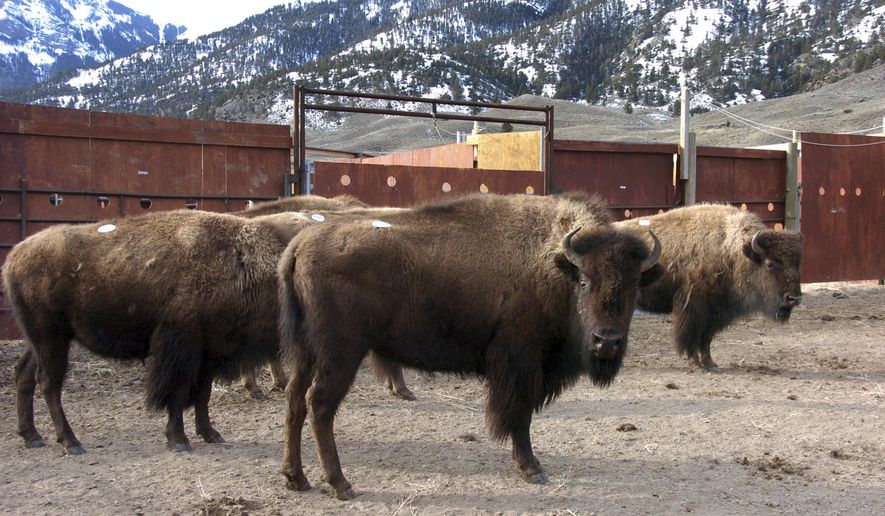 FILE - In this March 9, 2016, file photo, a group of Yellowstone National Park bison await shipment to slaughter inside a holding pen along the park&#x27;s northern border near Gardiner, Mont. For the second time this winter someone has broken into a holding pen for Yellowstone National Park bison, allowing the escape of 73 animals that had been captured to prevent the spread of a wildlife disease. (AP Photo/Matthew Brown, File)