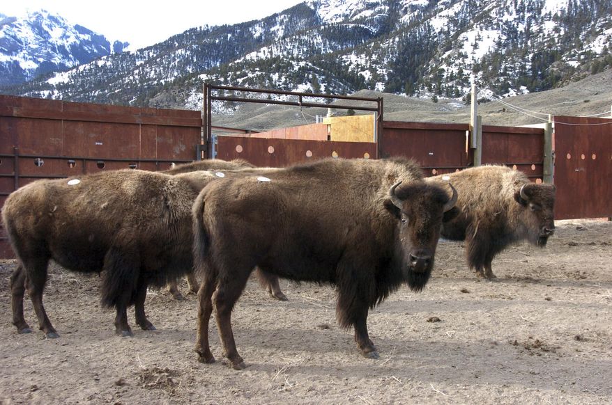 FILE - In this March 9, 2016, file photo, a group of Yellowstone National Park bison await shipment to slaughter inside a holding pen along the park's northern border near Gardiner, Mont. For the second time this winter someone has broken into a holding pen for Yellowstone National Park bison, allowing the escape of 73 animals that had been captured to prevent the spread of a wildlife disease. (AP Photo/Matthew Brown, File)