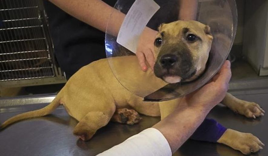 This 2013 photo provided by Nassau County SPCA, shows 7-month-old pit bull called Miss Harper, whose ears and leg were cut off in a botched operation by a veterinary technician unlicensed to do surgery. The dog&#39;s owners and the technician were convicted of felony animal cruelty and the case inspired passage of a law establishing an animal abuser registry in Nassau County. Legislation is being proposed that would treat animal abusers like sex offenders in New York, with their names and faces in a public online registry. The main goal is to keep someone who torments an animal from victimizing another one, but it&#39;s also part of a broader movement to single out animal abusers, with proponents citing studies linking animal cruelty to crimes ranging from domestic violence to mass shootings. (Nassau County SPCA/ via AP)