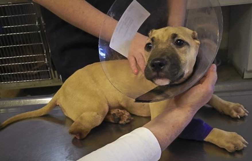 This 2013 photo provided by Nassau County SPCA, shows 7-month-old pit bull called Miss Harper, whose ears and leg were cut off in a botched operation by a veterinary technician unlicensed to do surgery. The dog's owners and the technician were convicted of felony animal cruelty and the case inspired passage of a law establishing an animal abuser registry in Nassau County. Legislation is being proposed that would treat animal abusers like sex offenders in New York, with their names and faces in a public online registry. The main goal is to keep someone who torments an animal from victimizing another one, but it's also part of a broader movement to single out animal abusers, with proponents citing studies linking animal cruelty to crimes ranging from domestic violence to mass shootings. (Nassau County SPCA/ via AP)