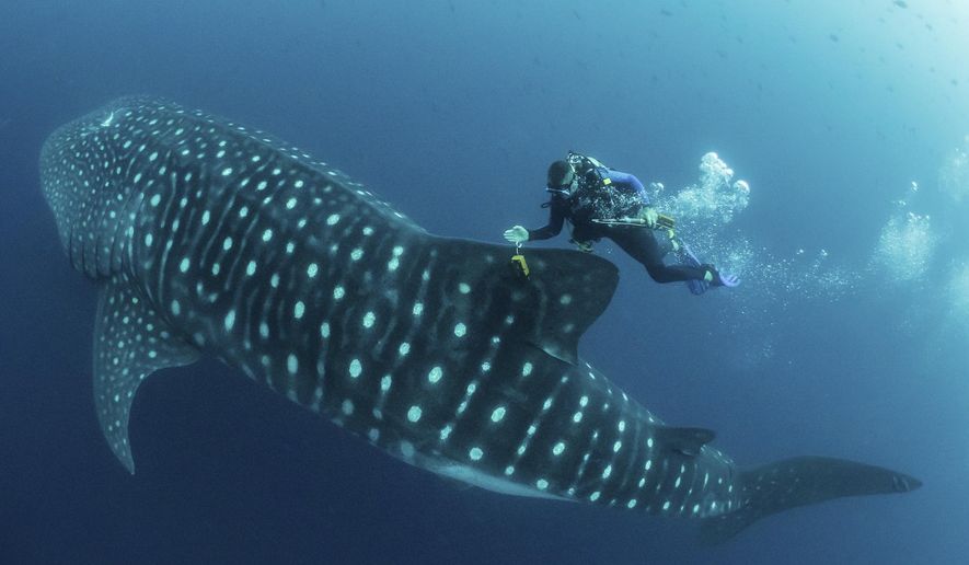In this 2017 photo provided by Simon Pierce, Jonathan Green checks on a fin-mounted satellite tag on a whale shark in the Galapagos Islands area of Ecuador. Despite typically being bigger than a double-decker bus, the elusive whale shark has only tiny, almost useless teeth. It's also one of the least understood animals in the ocean. (simonjpierce.com via AP)