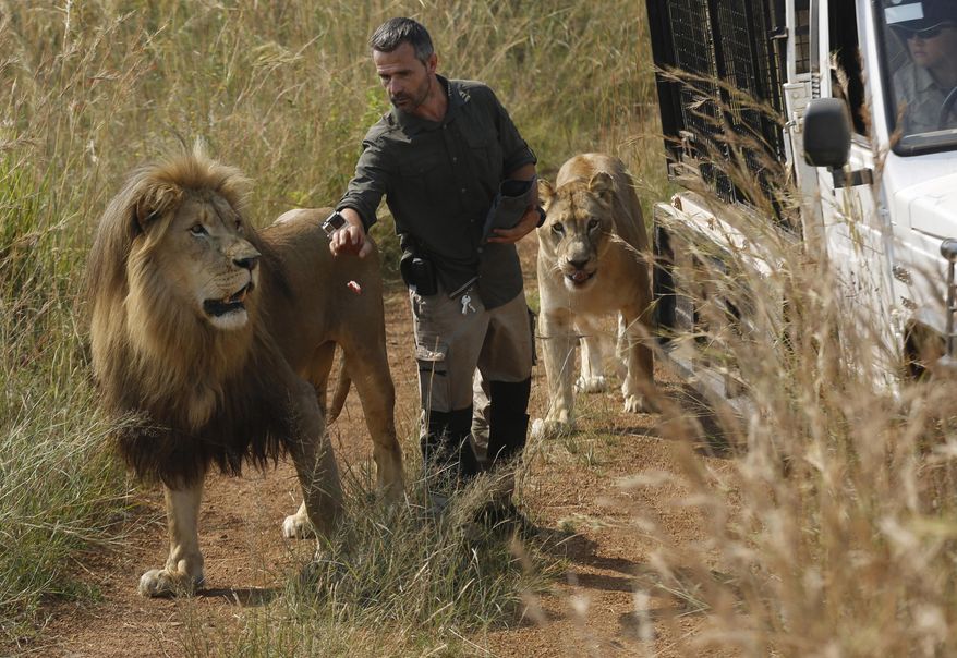 FILE - In this Wednesday March 15, 2017 file photo, Kevin Richardson, known as the "lion whisperer", takes two of his lions for a walk in the Dinokeng Game Reserve, near Pretoria, South Africa. A lion, who mauled a young woman to death, was under the care of Richardson, known for his close interactions with the predators in his animal sanctuary. (AP Photo/Denis Farrell, File)