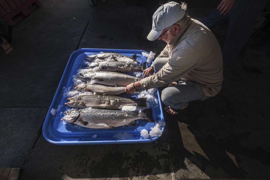 FILE - In this Tuesday, Aug. 22, 2017, file photo, Riley Starks of Lummi Island Wild shows three of the farm-raised Atlantic salmon that were caught alongside four healthy Kings in Point Williams, Wash. The Washington Legislature on Friday, March 2, 2018, voted to phase out marine Atlantic salmon aquaculture, an industry that has operated for decades in the state but has come under fire after tens of thousands of nonnative fish escaped into local waters last summer. (Dean Rutz/The Seattle Times via AP, File)