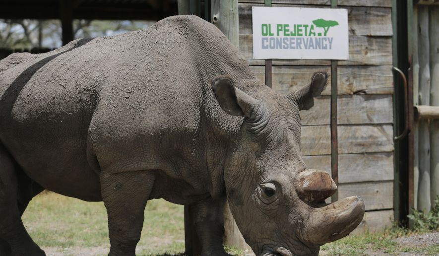 In this photo taken Wednesday, May 3, 2017, Sudan, the world's last male northern white rhino, is photographed at the Ol Pejeta Conservancy in Laikipia county in Kenya. The health of 45-year-old Sudan is reported to be deteriorating and his minders said Thursday, March 1, 2018, that his "future is not looking bright." (AP Photo)