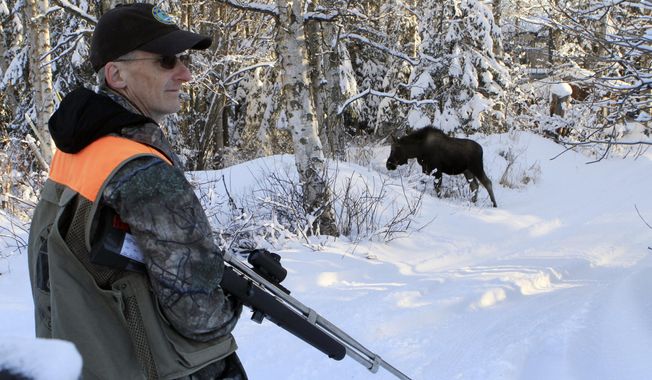 In this Friday, Feb. 23, 2018, photo, Dave Battle of the Alaska Department Fish and Game waits for a moose to move off after firing a dart into its side that&#x27;s designed to obtain a skin sample in Anchorage, Alaska. Flight rules over the city prevent the department from conducting traditional aerial surveys of moose so the department is experimenting with new methods, including the tracking of moose year-to-year by identifying them with DNA. (AP Photo/Dan Joling)