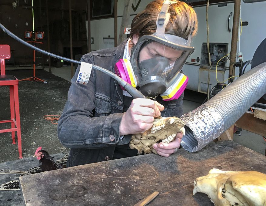 This March 1, 2018 photo shows artist Jason Borders carving a pattern into a black bear skull in his Rose Valley shed east of Longview, Wash. Borders, who moved from Portland to Rose Valley nine months ago, uses a drill to carve on animal skulls of all sizes. The intricate, geometric patterns he etches and drills into the bleached bone make the carvings look like white embroidered lace. (Jackson Hogan/The Daily News via AP)