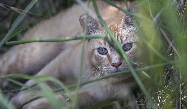This July 19, 2016 file photo a feral cat lays in the reeds next to a body of water in Hart Park out of the direct sun, in Bakersfield, Calif. Western U.S. governors have compiled their first region-wide list of the worst invasive species. The Western Governors&#x27; Association on Thursday, March 15, 2018, released a compilation of 50 pests, ranging from weeds and wild boars to insects and amphibians. Others may be surprises, including feral cats. (Casey Christie/The Bakersfield Californian via AP,File)