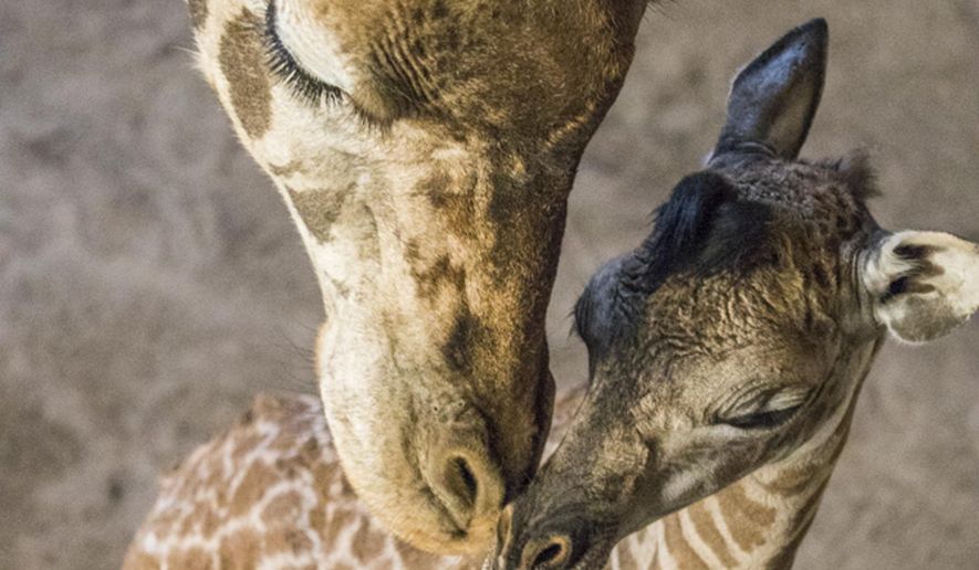 In this Thursday, March 15, 2018 photo provided by the Santa Barbara Zoo, a baby giraffe nuzzles with her mother at their enclosure at the Santa Barbara Zoo in Santa Barbara, Calif. The zoo's Masai giraffe, Audrey, gave birth earlier in the week and the newborn is 6-feet-1 (1.8 meters), weighing in at 180 pounds (81.6 kilograms). Curator of Mammals Michele Green says it was a fast and smooth birth, and the female calf stood up and was nursing in only two hours. (Santa Barbara Zoo via AP)