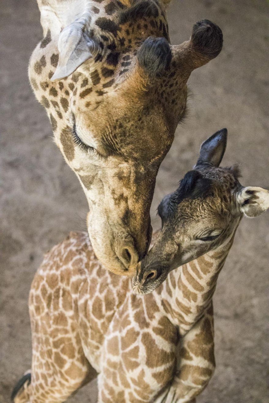 In this Thursday, March 15, 2018 photo provided by the Santa Barbara Zoo, a baby giraffe nuzzles with her mother at their enclosure at the Santa Barbara Zoo in Santa Barbara, Calif. The zoo's Masai giraffe, Audrey, gave birth earlier in the week and the newborn is 6-feet-1 (1.8 meters), weighing in at 180 pounds (81.6 kilograms). Curator of Mammals Michele Green says it was a fast and smooth birth, and the female calf stood up and was nursing in only two hours. (Santa Barbara Zoo via AP)