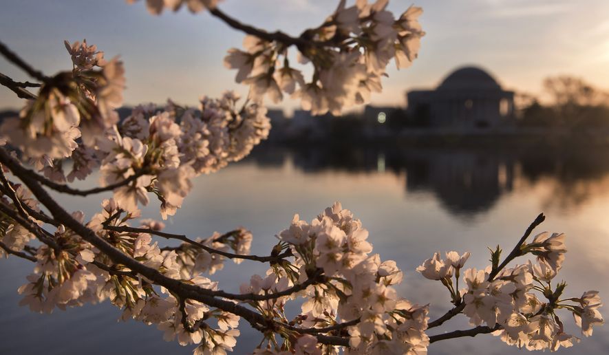 Lit pink at sunrise, cherry blossoms are in full bloom by the tidal basin in Washington, Thursday, March 24, 2016, looking toward the Jefferson Memorial . (AP Photo/Jacquelyn Martin)