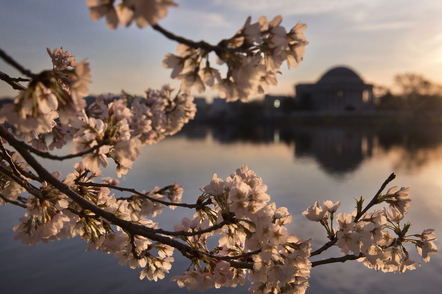 Lit pink at sunrise, cherry blossoms are in full bloom by the tidal basin in Washington, Thursday, March 24, 2016, looking toward the Jefferson Memorial . (AP Photo/Jacquelyn Martin)
