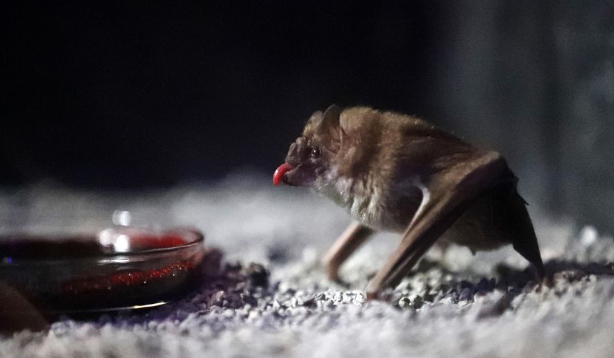 In this Tuesday, March 20, 2018 photo, a Vampire Bat drinks bovine blood in the Criaturas de la Noche (Creatures of the Night) Bat House, the Audubon Zoo&#x27;s new night house in New Orleans. The various species are all from Central and South America, and the building&#x27;s interior simulates an abandoned warehouse set up to protect Mayan artifacts during a dig. (AP Photo/Gerald Herbert)